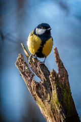 Great tit resting on a tree trunk