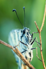 Close up from butterfly swallowtail (Papilio machaon )