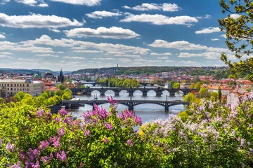  De bloeiende struik van sering tegen de rivier de Moldau en de Karelsbrug, Prague © daliu