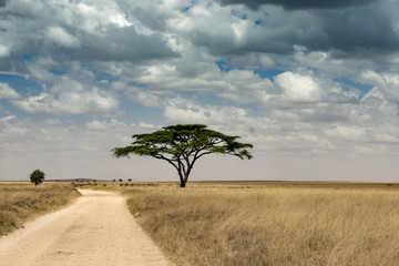 Landscape with acacia tree in Serengeti National Park in Tanzania, Africa - obrazy, fototapety, plakaty