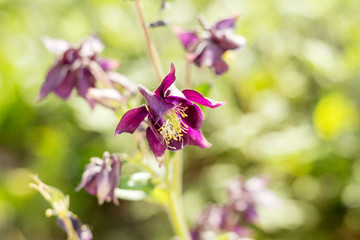 Tender violet aquilegia flowers on the sunny weather. Beautiful summer background. Copy space.