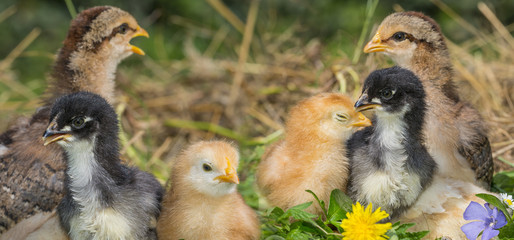 chickens in the garden