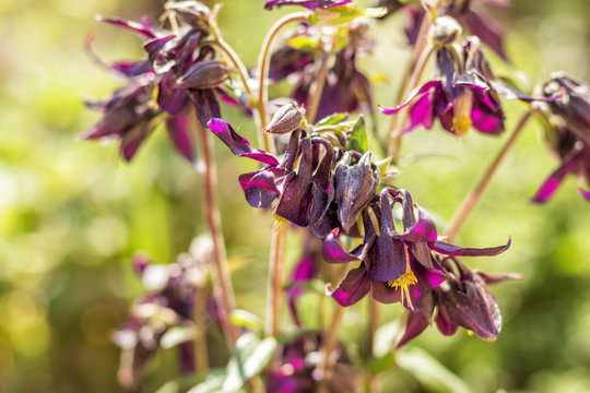 Tender violet aquilegia flowers on the sunny weather. Beautiful summer background. Copy space.
