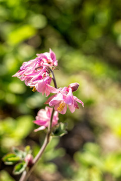 Tender pink aquilegia flowers on the sunny weather. Beautiful summer background. Copy space.