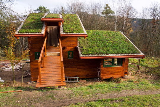 Green ecological sod roof on wooden building covered with vegetation mostly sedum sexangulare, also known as tasteless stonecrop
