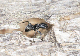 big forest ants on old wood