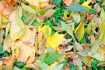Colorful autumn leaves