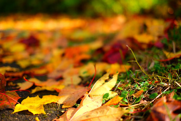 Colorful autumn leaves