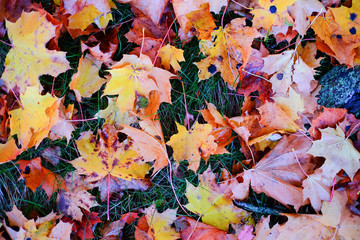 Colorful autumn leaves