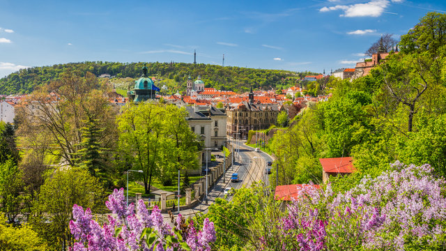 The blooming bush of lilac against historical Old Town of Prague, Czech Republic