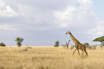 Fototapeta premium a giraffe walking in the savannah in Serengeti National Park, Tanzania, Africa