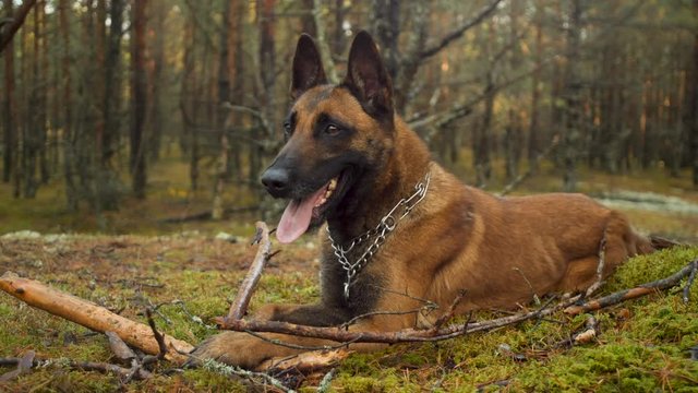 belgian sheppard dog outdoors in forest