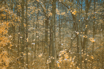 Landschaft im November, Laubwald