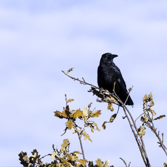 Wild raven in park - Bedfont Lakes Country Park, London