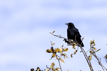 Wild raven in park - Bedfont Lakes Country Park, London