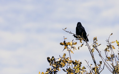 Wild raven in park - Bedfont Lakes Country Park, London