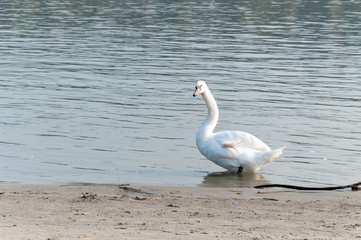 Fototapeta premium Beautiful injured muted white swan standing in the water