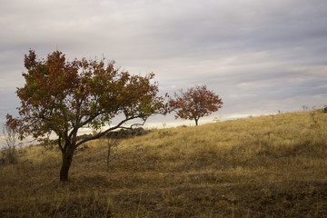 nature, autumn, fall, season, yellow, background, park, foliage, red, natural, leaf, beautiful, colorful, tree, outdoor, forest, orange, landscape, plant, maple, color, seasonal, vibrant, bright, octo