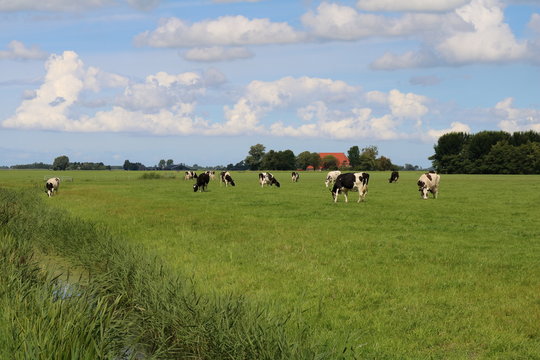 Koeien grazen op het Nederlandse platteland