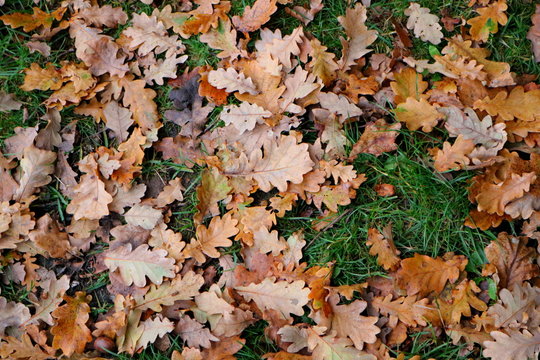 Herfstbladeren in het gras