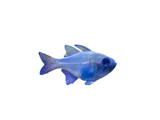 The coral reef fish on white background, isolated