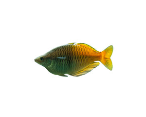 The coral reef fish on white background, isolated