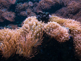 Naklejka na ściany i meble The sea anemone on a rock, underwater
