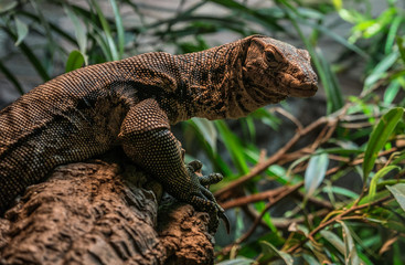 The lizard on a branch in zoological garden