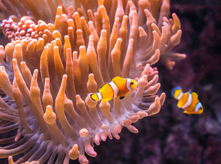 Naklejka na ściany i meble The clown fish next to sea anemone