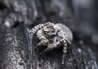 spider jumper, spider racer
