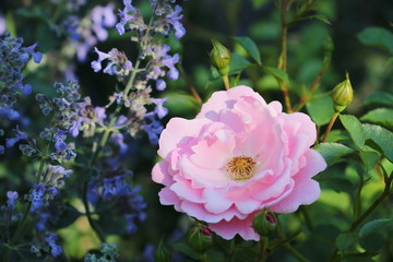 Rose Sommerwind in Pink  mit Katzenminze