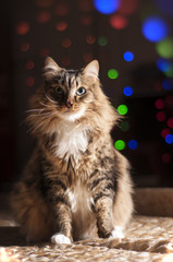 cat on the background of Christmas lights