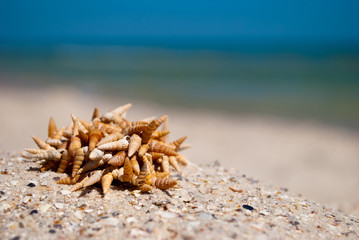 small sharp seashells lie on yellow sand summer beach seashore blue sky vacation rest weekend
