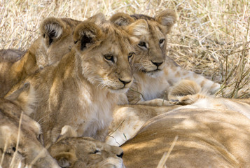 Lions cub resting under a tree in Serengeti National Park, Tanzania, Africa. Focus on central cub