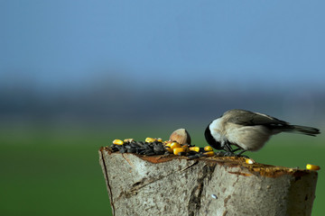 Sikorka uboga © Dariusz