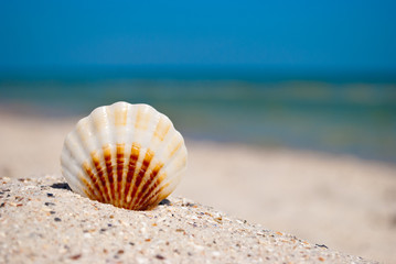 Fototapeta na wymiar sea beautiful white brown shell lies on a yellow sand on a background of blue sea and a white wave blue sky summer vacation vacation summer day heat beach beach