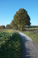 Fototapeta premium Werse - Fluss im Münsterland