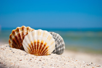 three sea beautiful seashells lie on yellow sand on a background of blue sea and a white wave blue sky summer vacation vacation summer day heat beach beach