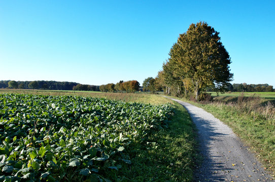 Werse - Fluss im M&uuml;nsterland