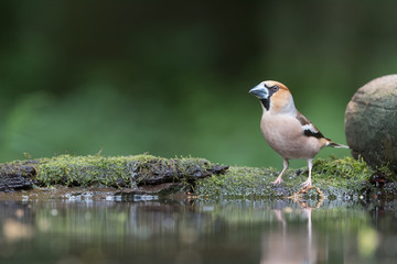 Hawfinch