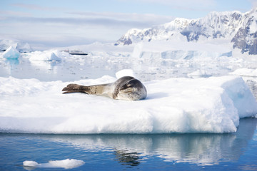 Fototapeta premium icy beach with animal in antarctic