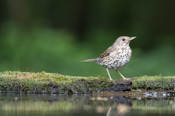 Song thrush