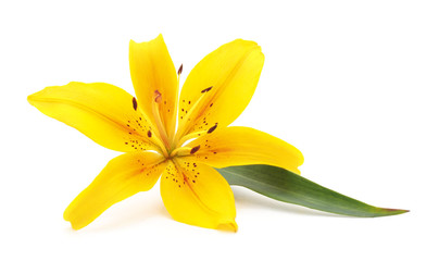 One yellow lily.
