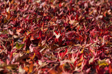 Red Maple Leaves on the Ground with Sunshine