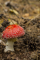 fungus fly agaric in the wild forest