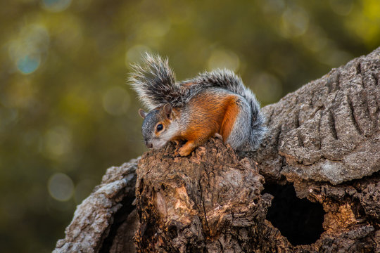 Ardilla roja sobre el tronco