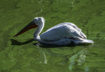 Pellicano