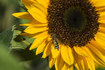Obraz premium Sonneblume auf einem Sonnenblumenfeld mit einer Schwebfliege