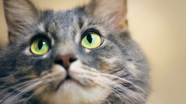 Gray cat close up with big green eyes looks at the camera