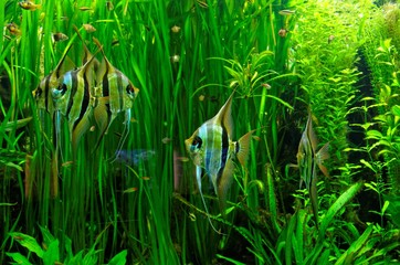 Aquarium Fische Skalare in großem Meeresaquarium mit vielen Wasserpflanzen im Hintergrund in der Farbe grün